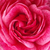 Pink - Nostalgia rose - Morden Ruby